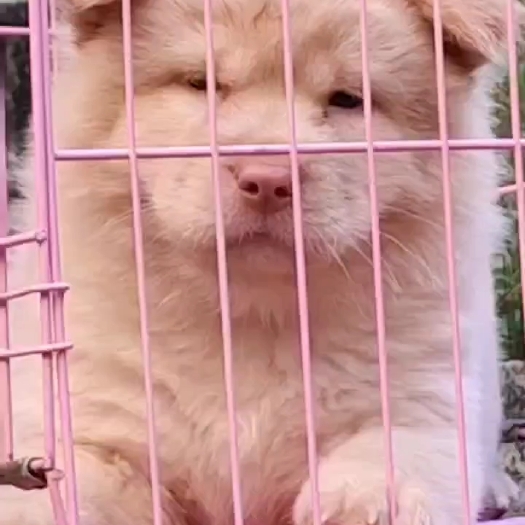 岑溪市中华田园犬