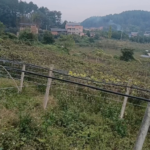 200亩丰产果园免费种。