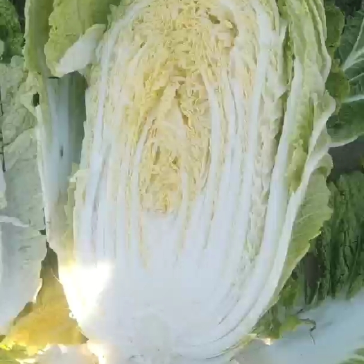 浏阳市大白菜