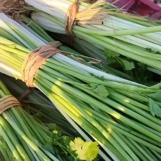 安龙县贵州香芹