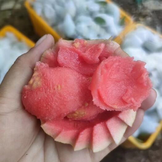 容县广西番石榴，珍珠番石榴，红心芭乐