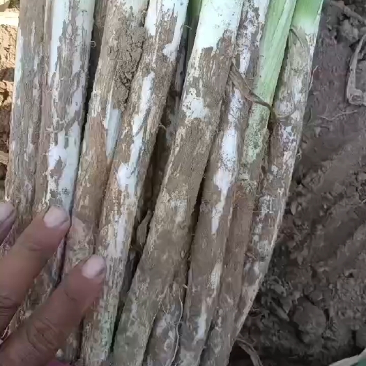 隆尧长白大葱