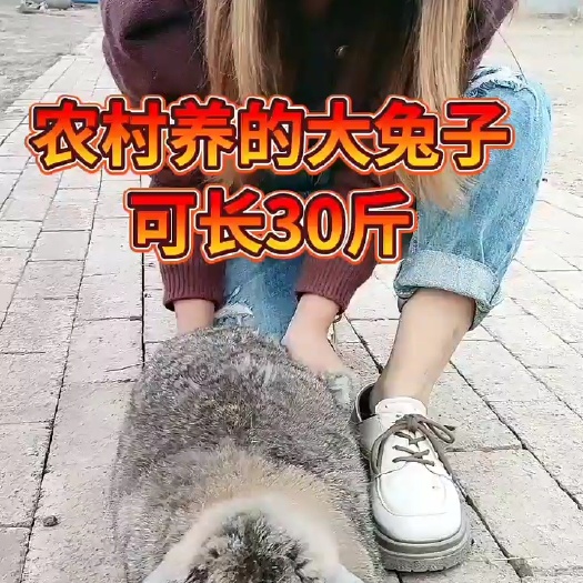 济南公羊兔，纯种特大公羊兔，青年兔，公羊兔幼苗，怀孕母兔