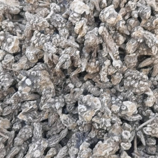 新宾县条形朱砂点苍术干货及种籽