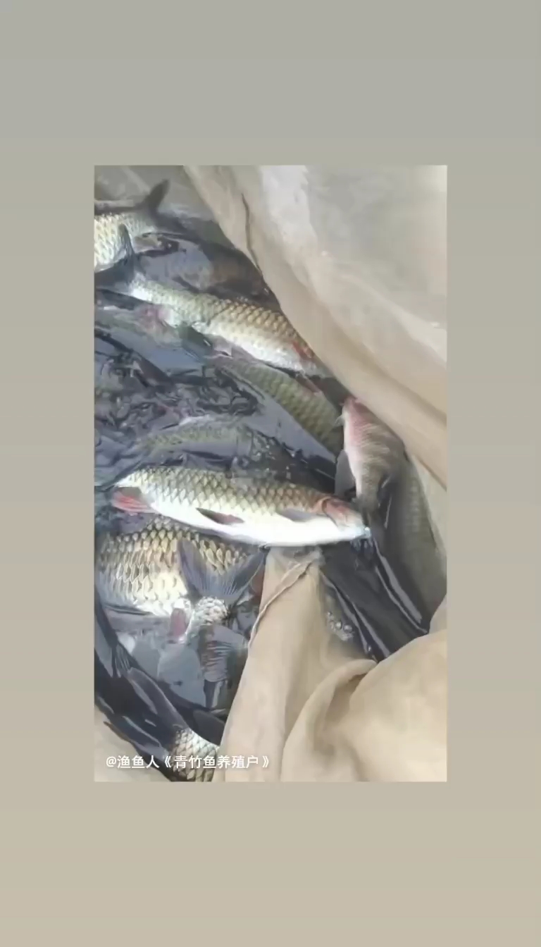 黄鲤鱼