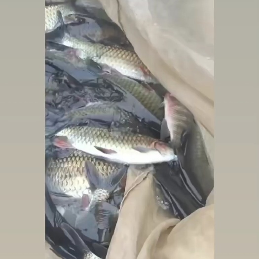 都安县黄鲤鱼
