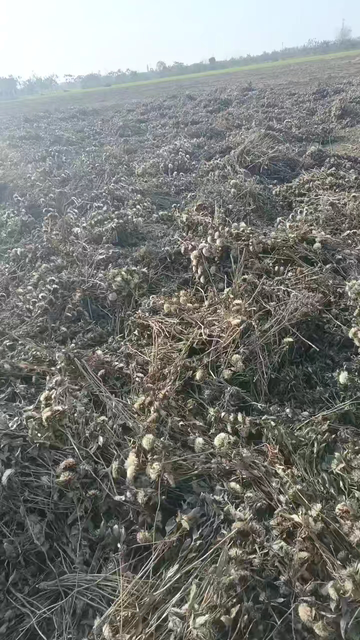 白术种子