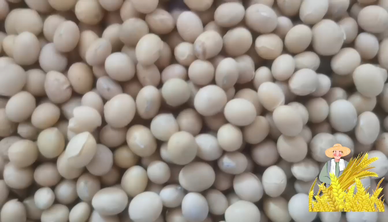 芸豆  19年新货马上上市，欢迎新老客户前来订购，公司保证品