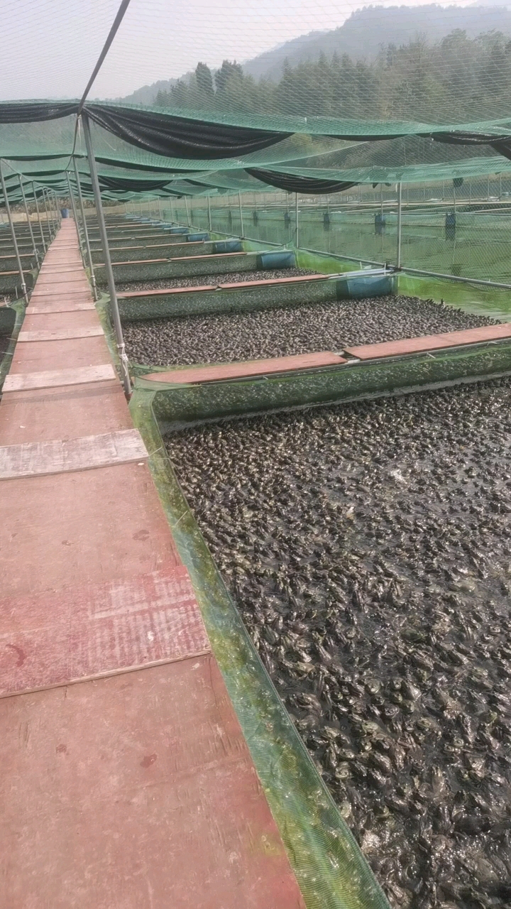 无抗养殖绿色牛蛙