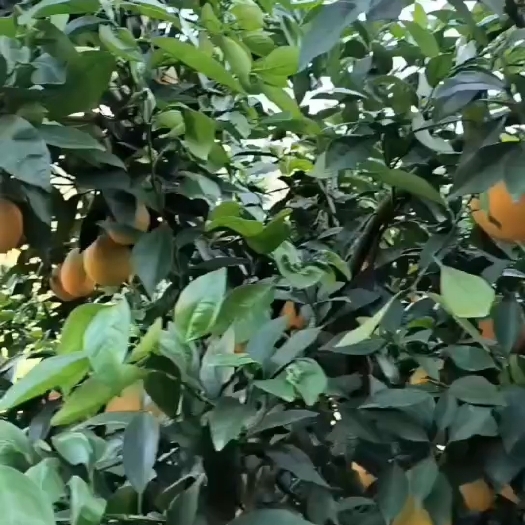 秭归县秭归长虹