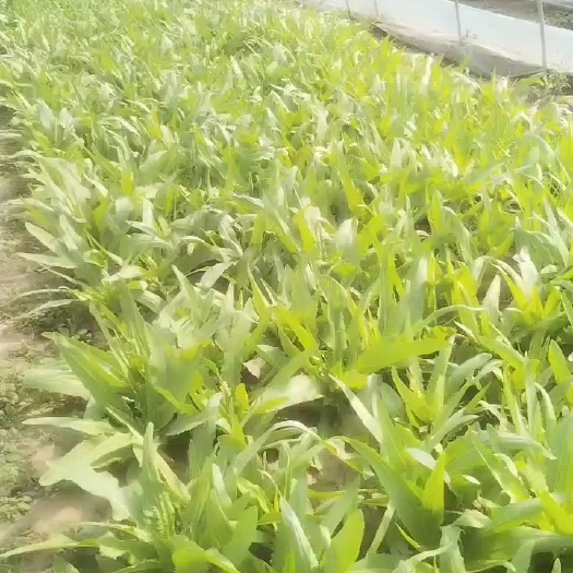 西华县优质菜