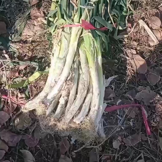 万荣县鸿运当头果蔬合作社