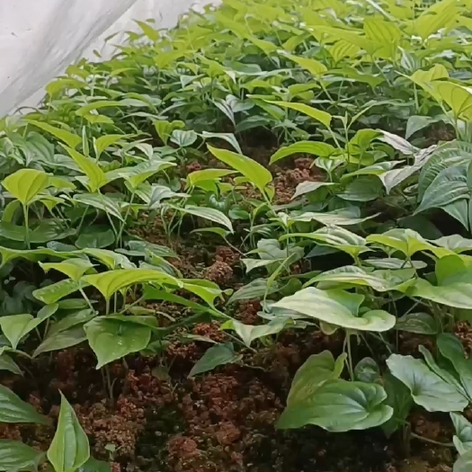 百部苗