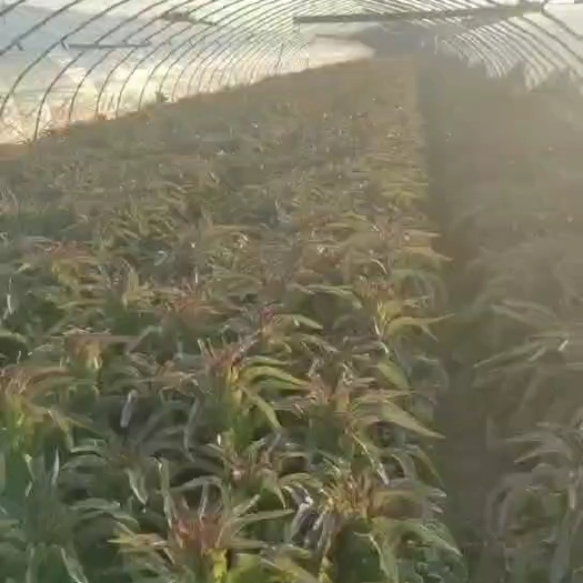肥东县精品莴笋