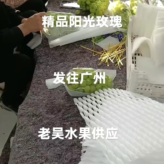 莱西市精品阳光玫瑰