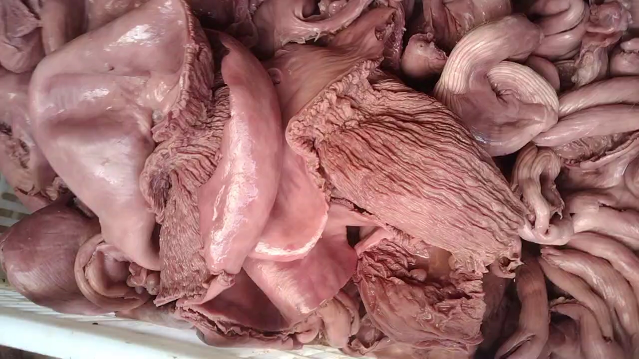 母猪抛开大花肠