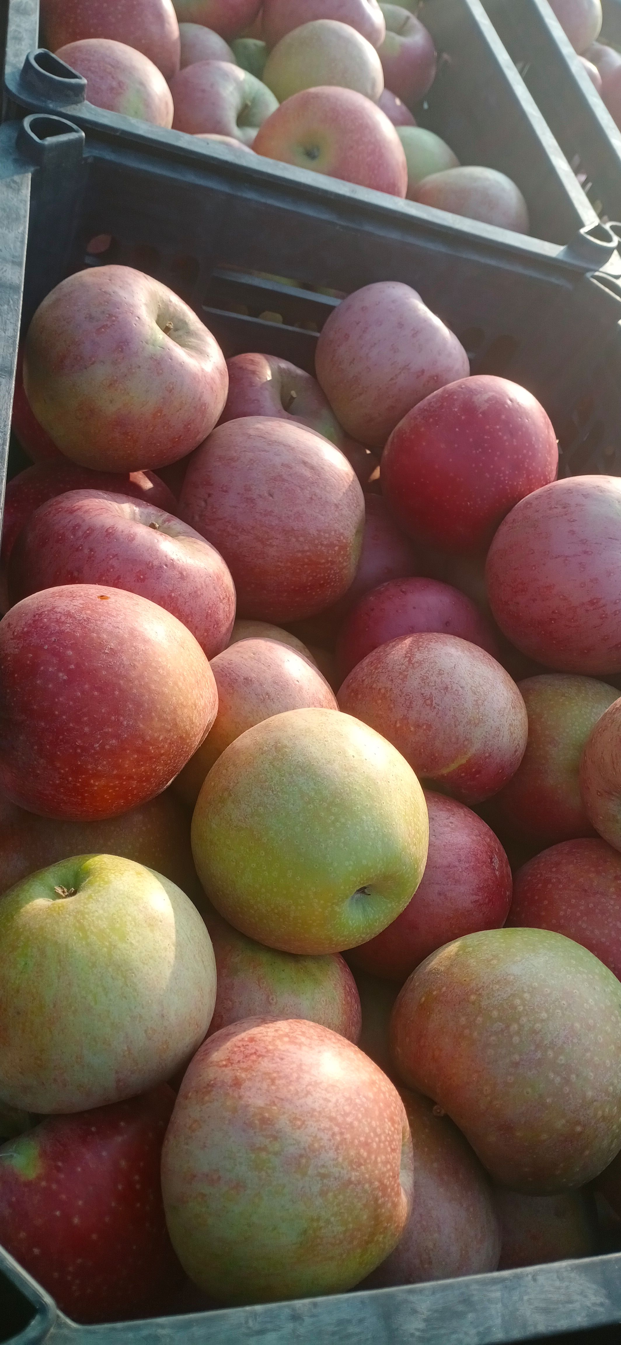 秦冠苹果加工厂用果