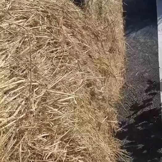 宁国市大圆捆稻草7000吨