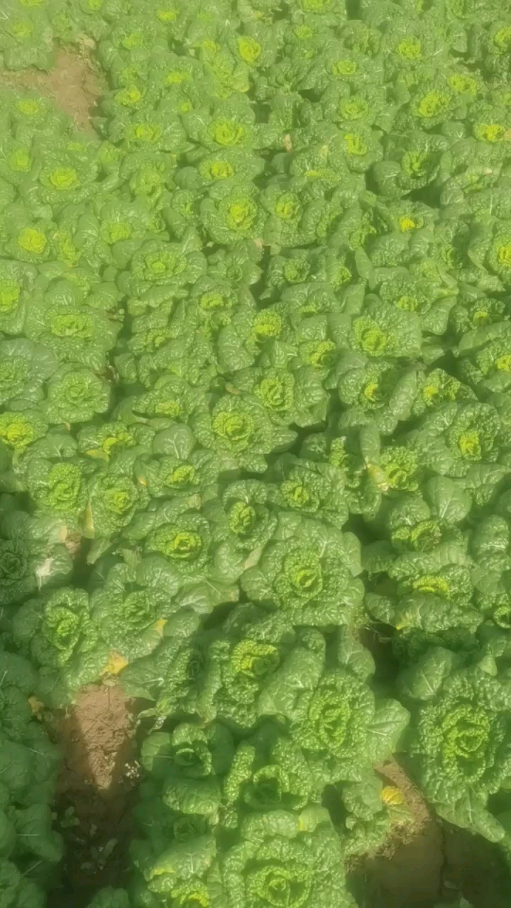 黄心乌品种好特矮