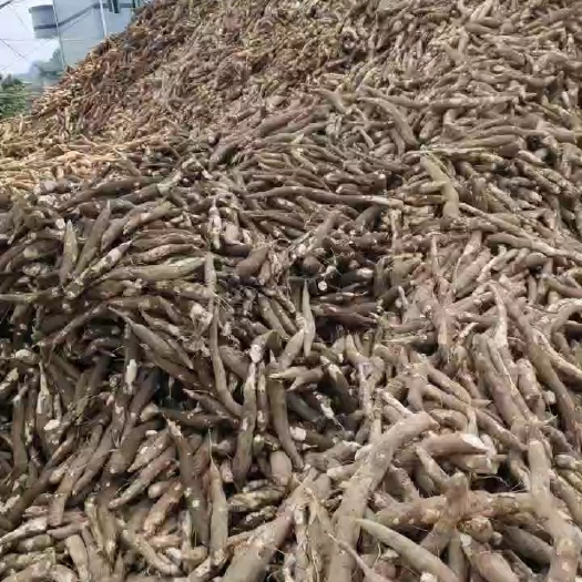 北流市出售广西鲜木薯
