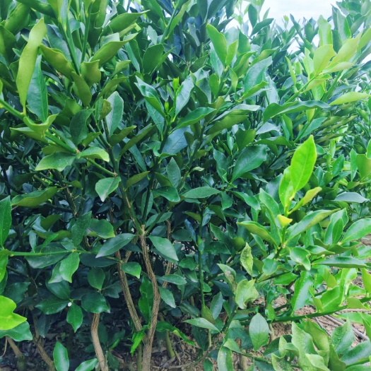 柳州脆蜜金桔苗 两年脆蜜金柑大苗 现挖现发
