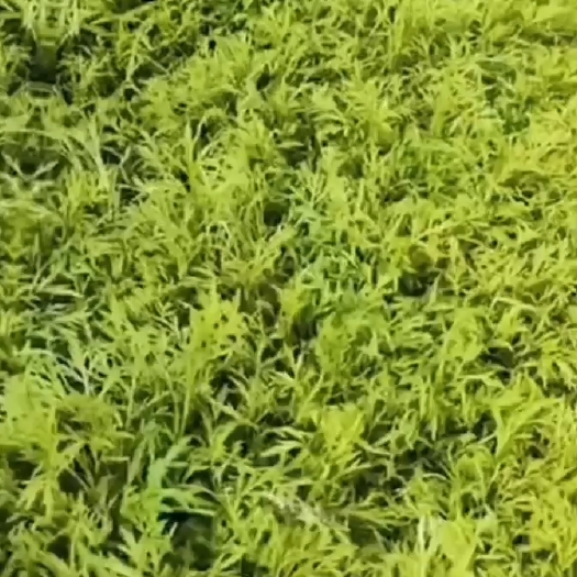 灌云县出售芦蒿