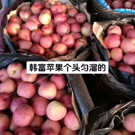 绥中县韩富苹果