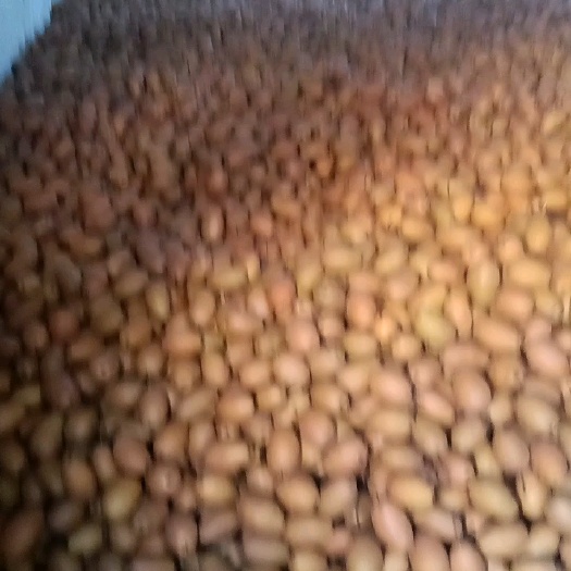 沙梨