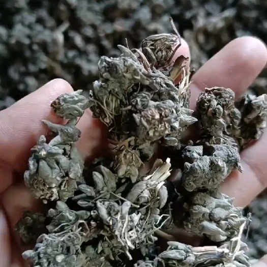 猫抓草