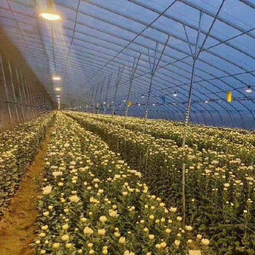 忻州鲜切花黄白菊