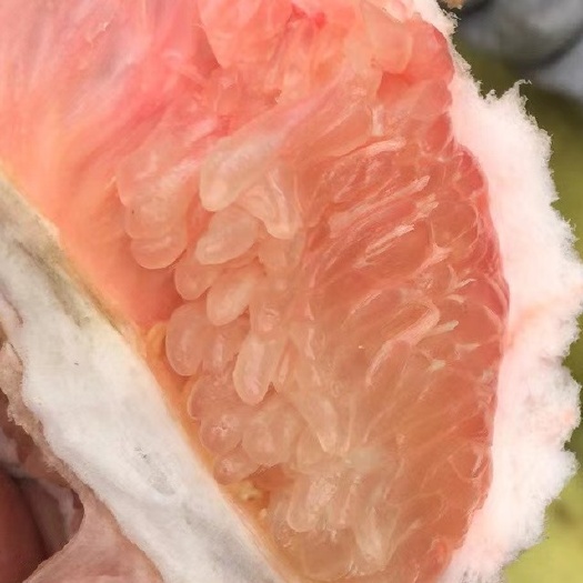 泸县柚子