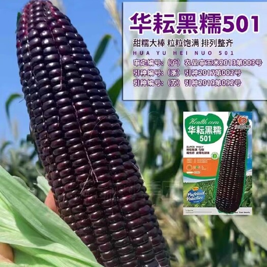 绵阳黑色甜加糯玉米种子紫香糯玉米种子黑糯玉米种子黑紫粘玉米种子