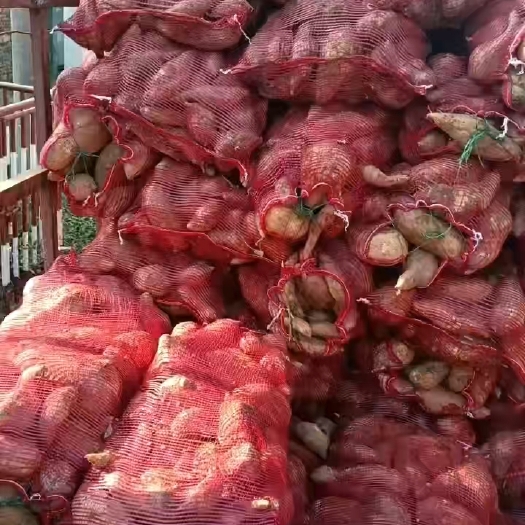 遂溪县龙九养植薯