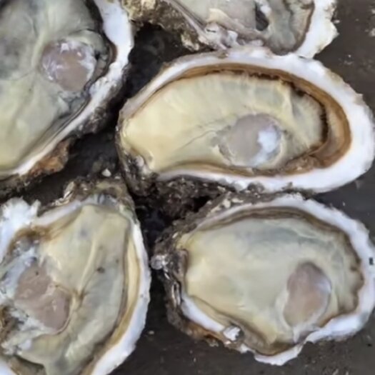 乳山市乳山生蚝，产地直供，全国物流配送，精美的品质，流通的价格