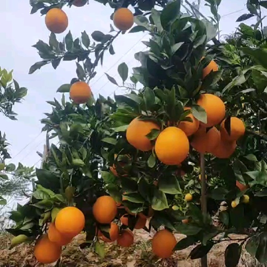 苍溪县寻找采购商，需自行备车前来采购 价格可现场商议