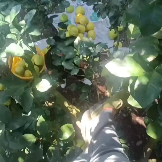 江永县湖南永州沙田柚
