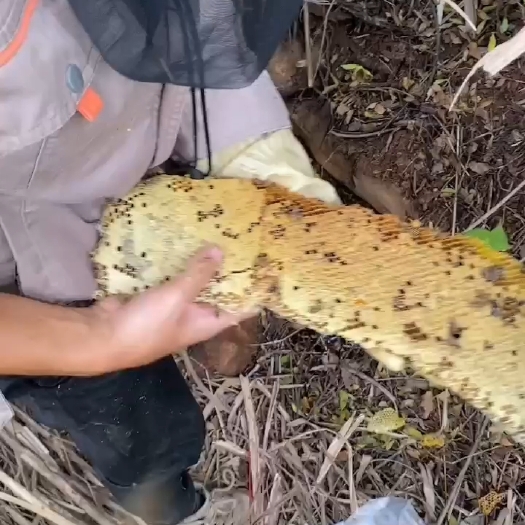 钟山县野生蜂蜜~深山纯蜜从不养。