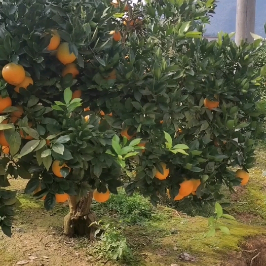 龙山县湖南湘西纽荷尔脐橙，皮薄多汁