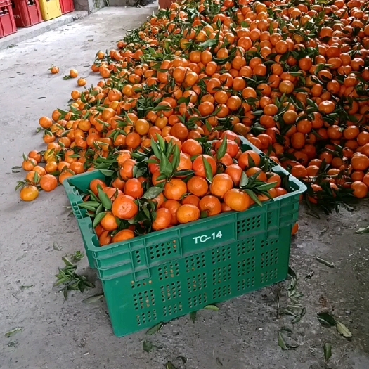 重庆市万州古红桔大量上市