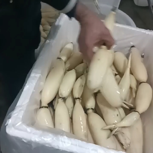 鄂州生吃脆甜，入口无渣的水果藕大量上供应。