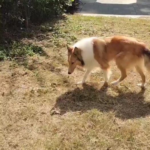 扶沟县苏格兰牧羊犬