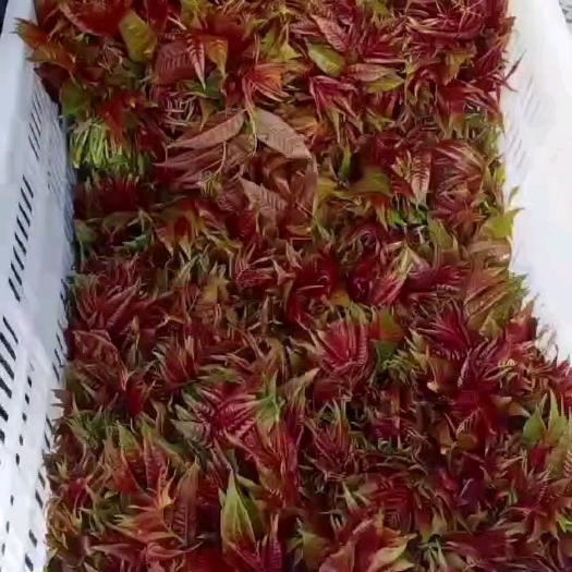 临朐县红香椿芽
