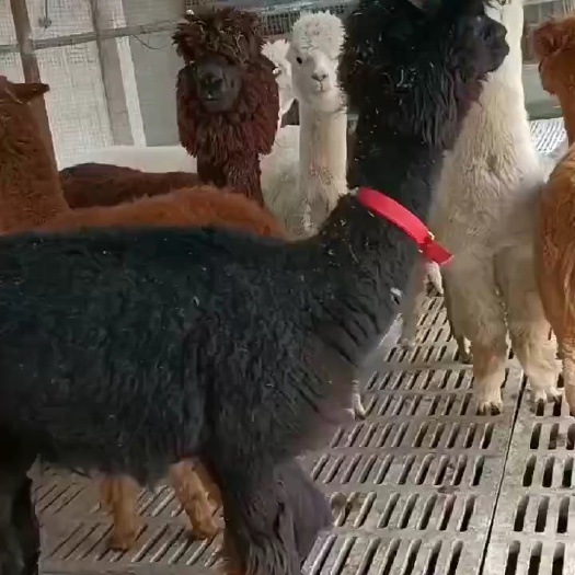 济南羊驼价格，羊驼幼崽多少钱，宠物小羊驼一只价格，羊驼公母价格