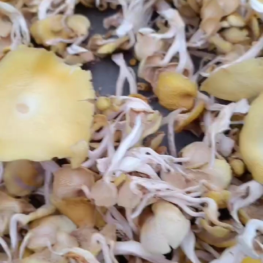 贞丰县鸡油菌包荡有独特的香味
