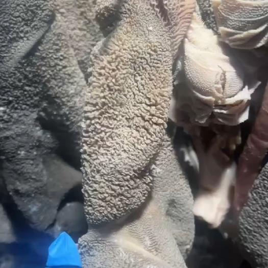 河间市全熟五香羊毛肚，特点精修无油的纯干货，刺小，不碱发。