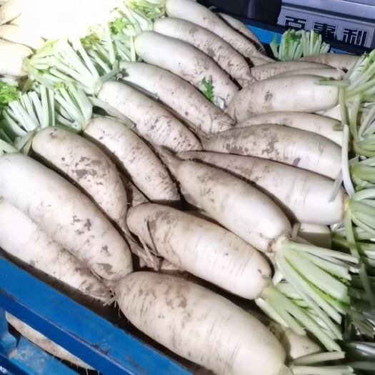 聊城大棚白萝卜大量上市中货源充足质量有保证产地直发一手货源