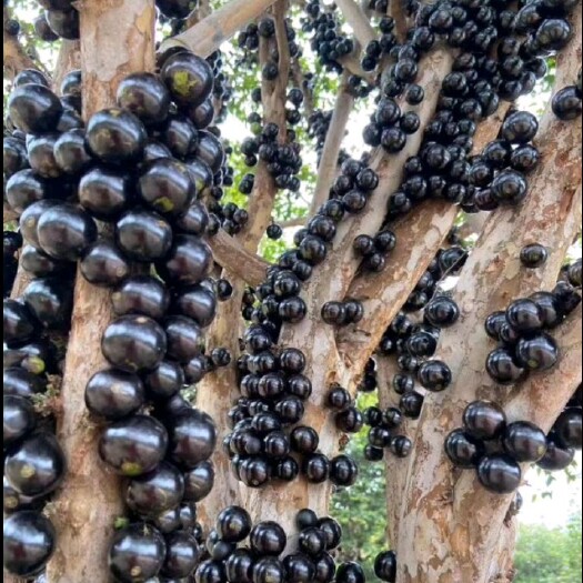 昆明嘉宝果/树葡萄，基地直发，可代发