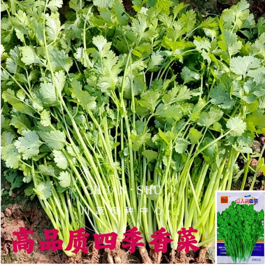 绵阳四季香菜种子大叶香菜种子芫须种子耐热香菜种子意大利香菜种籽子