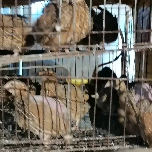 高州市淘汰鹌鹑长期有货。