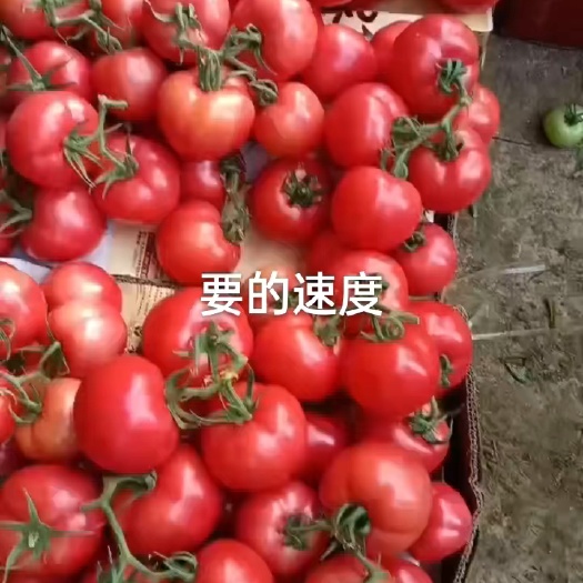 东海县西红柿